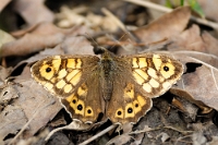 Pararge aegeria (3)